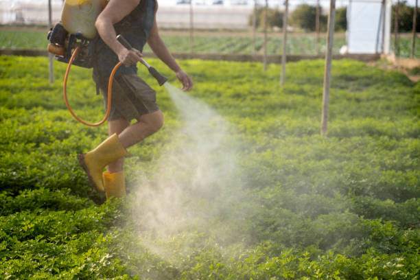 Best Affordable Pest Control Services  in Kemah, TX