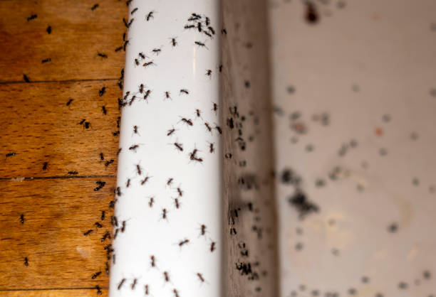 Flea Control Services in Kemah, TX